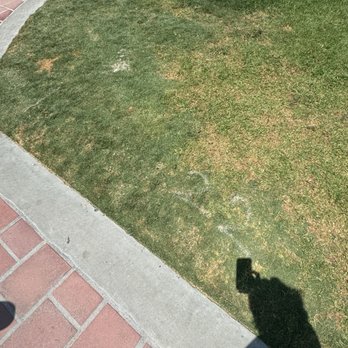 Rapport Coffee & Roasters - this coffee was unbearable to drink so it served as a fertilizer in this grass - Coffee & Tea Near Me - San Clemente, California Rapport Coffee & Roasters - this coffee was unbearable to drink so it served as a fertilizer in this grass - Coffee & Tea Near Me - San Clemente, California