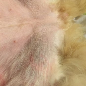 Poochie Bath Grooming - Red marks. - Pet Groomers Near Me - Kettering, Ohio