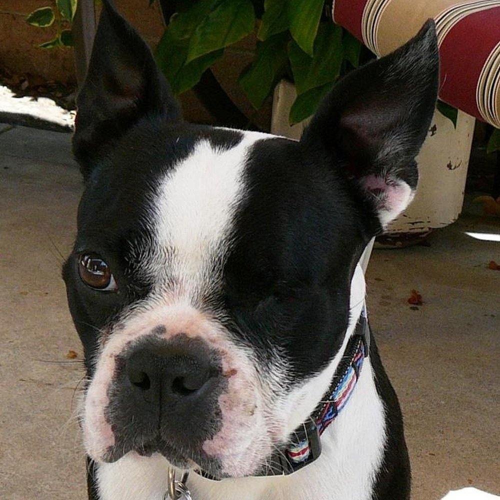 Alfie, a past Boston buddy. Alfie, a past Boston buddy.