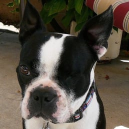Alfie, a past Boston buddy. Alfie, a past Boston buddy.