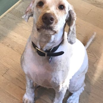 PetSmart - After. Yes, seriously the same dog. - Pet Stores Near Me - Bellevue, Washington