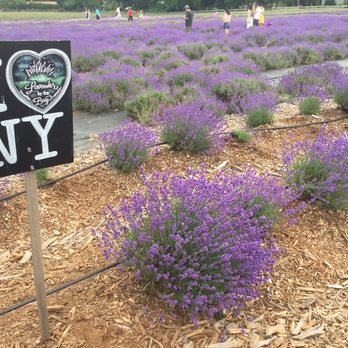 Lavender by the Bay - 7/1/2017 - Pick Your Own Farms Near Me - East Marion, New York Lavender by the Bay - 7/1/2017 - Pick Your Own Farms Near Me - East Marion, New York
