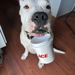 Seright's Ace Hardware - Mini Ace Bucket!