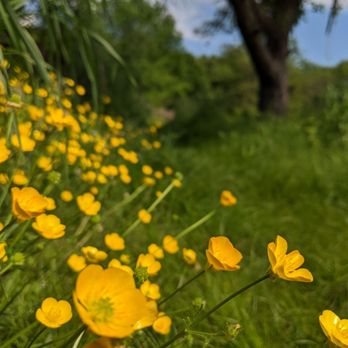 Caratunk Wildlife Refuge - Buttercups! - Parks Near Me - Seekonk, Massachusetts Caratunk Wildlife Refuge - Buttercups! - Parks Near Me - Seekonk, Massachusetts