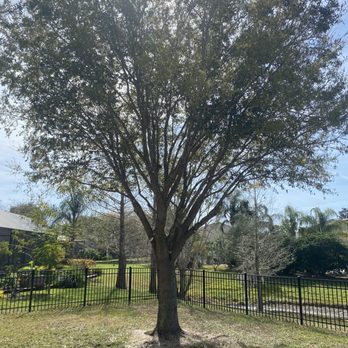 Bob Owens Tree Care - Live Oak - Tree Services Near Me - Land O Lakes, Florida