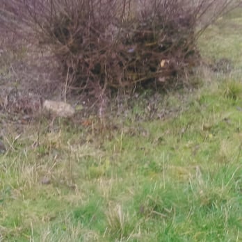 Gillespie Park - Nicknamed it the 'Bad Hair Day' bush! - Parks Near Me - London, XGL