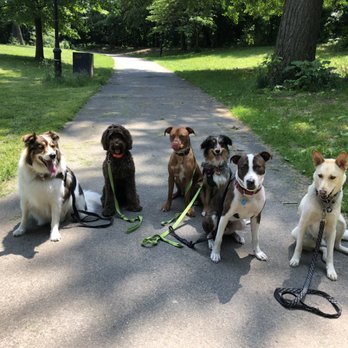 Urban Dogger - Pack Walk! - Dog Walkers Near Me Urban Dogger - Pack Walk! - Dog Walkers Near Me