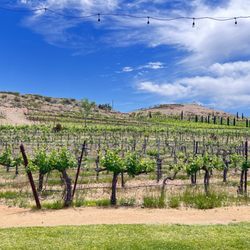 Sedona Wine Adventures - Alcantara Vineyard