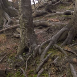 Der Kellerkopf