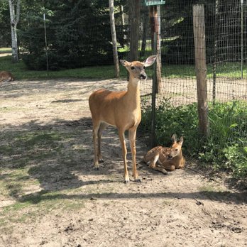 Wisconsin Deer Park - A mama deer (?) and her dawn - Zoos Near Me - Wisconsin Dells, Wisconsin Wisconsin Deer Park - A mama deer (?) and her dawn - Zoos Near Me - Wisconsin Dells, Wisconsin