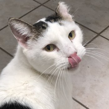 Wildhorse Ranch Rescue - Look at that sweet face! - Animal Shelters Near Me - Gilbert, Arizona