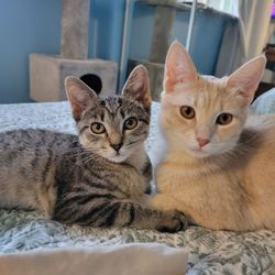 Sheldon Lu, DMD - My four leg babies ate home! Loba an Gogi