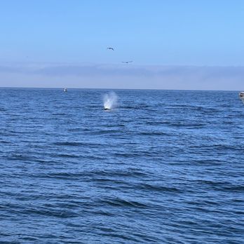 Sea Goddess Whale Watching - Whale Spout! - Whale Watching Tours Near Me - Moss Landing, California Sea Goddess Whale Watching - Whale Spout! - Whale Watching Tours Near Me - Moss Landing, California