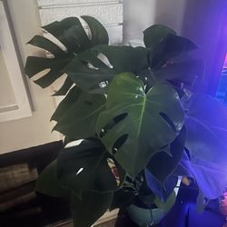 Earth Impact - My Monstera Deliciosa