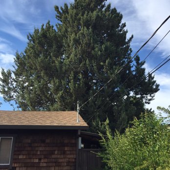 CBC Tree Services Inc - 60ft Cypress Tree - Tree Services Near Me CBC Tree Services Inc - 60ft Cypress Tree - Tree Services Near Me