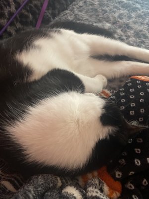 PAWS Atlanta by null