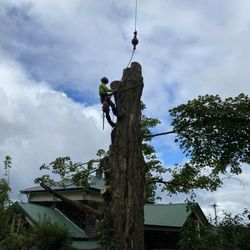 Bob's Tree & Stump Service - Climbing, finishing up a large maple.