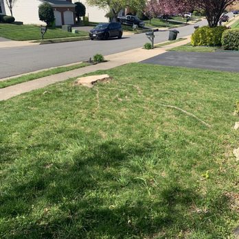 Sosa Tree Service - The stump from the tree they cut down. Cut extremely low. - Tree Services Near Me - Woodbridge, Virginia Sosa Tree Service - The stump from the tree they cut down. Cut extremely low. - Tree Services Near Me - Woodbridge, Virginia
