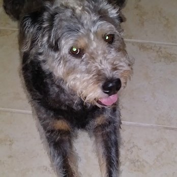 Wag's Pet Grooming - Yukon - Pet Groomers Near Me - Jacksonville, Florida