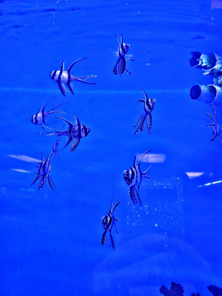 Orange Park Aquatics Image