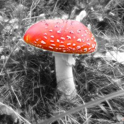 Wanderwege im Darßer Wald