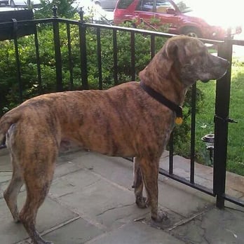 Dogs Around Town - Dog Walkers Near Me - Baltimore, Maryland