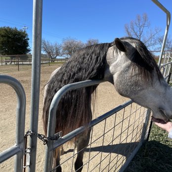 The Shady Oaks Farm - Attraction Farms Near Me - Atascadero, California The Shady Oaks Farm - Attraction Farms Near Me - Atascadero, California