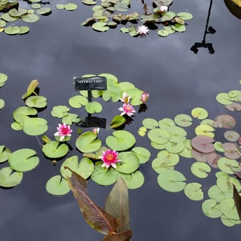 International Waterlily Collection - Botanical Gardens Near Me - San Angelo, Texas International Waterlily Collection - Botanical Gardens Near Me - San Angelo, Texas