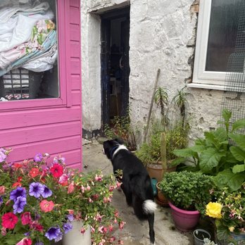 Mad Hatter Tearoom - Dog - Coffee & Tea Near Me - Hayle, CON