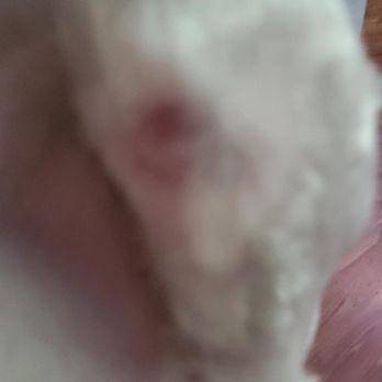 Pawtero - All I brought dog in for was trim but left with bruise cut from clippers they used - Pet Groomers Near Me - New Haven, Connecticut