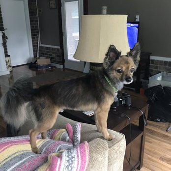 Pooch Parlor - Bart's haircut - Pet Groomers Near Me - Moncks Corner, South Carolina