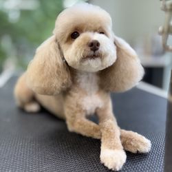 Pawsitively Pampered Pets - Pampered Poodle!