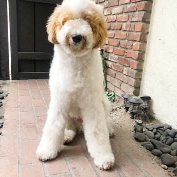 Ironmaya Pet Grooming - Before- 7 month standard poodle - Pet Groomers Near Me - Arcadia, California Ironmaya Pet Grooming - Before- 7 month standard poodle - Pet Groomers Near Me - Arcadia, California