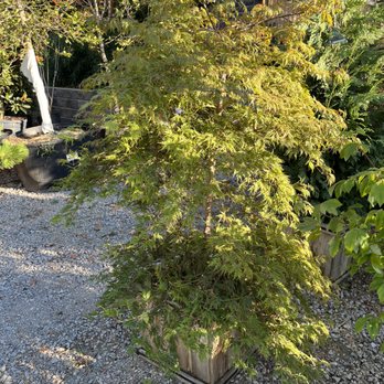 12 Corners Nursery - Nurseries & Gardening Near Me - Gallatin, Tennessee 12 Corners Nursery - Nurseries & Gardening Near Me - Gallatin, Tennessee