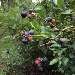 Chmielewski's Blueberry Farm - Blueberries that you pluck right off the bushes.