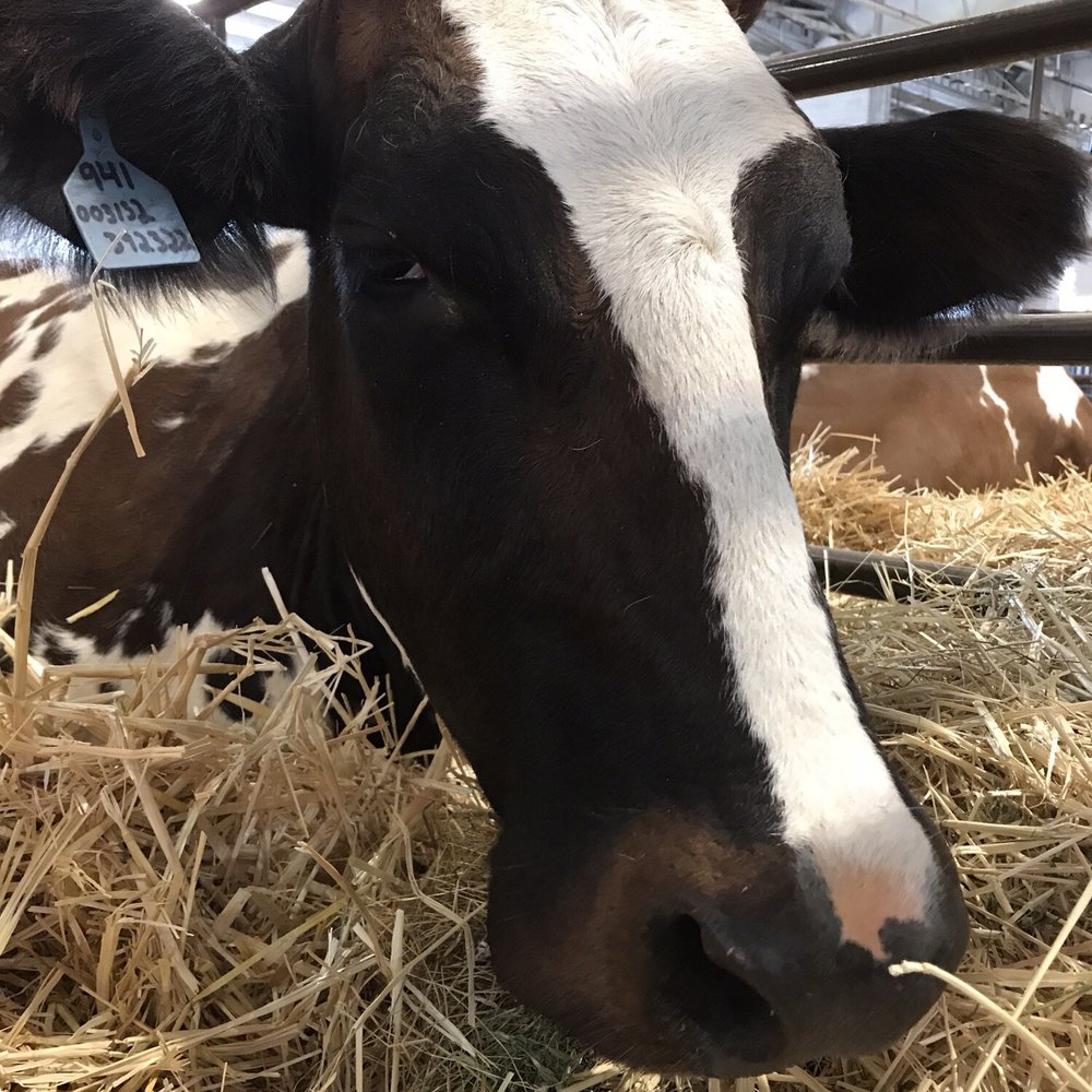 Oregon State Fair - Mooooo, Oregon state drink! - Festivals Near Me - Salem, Oregon Oregon State Fair - Mooooo, Oregon state drink! - Festivals Near Me - Salem, Oregon