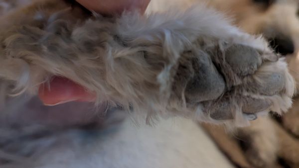 Noni's Pet Boutique & Grooming by null