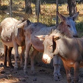 Bearizona - Zoos Near Me - Williams, Arizona