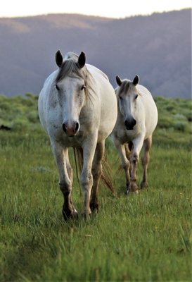 Deerwood Ranch Wild Horse EcoSanctuary by null