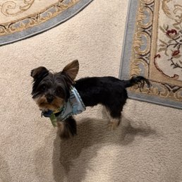 Enzo, 8 months old. They did a great job! Enzo, 8 months old. They did a great job!