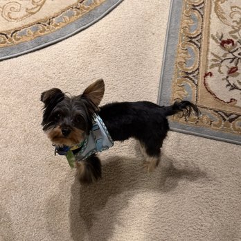 Petrichor Pet Salon - Enzo, 8 months old. They did a great job! - Pet Groomers Near Me - Irvine, California Petrichor Pet Salon - Enzo, 8 months old. They did a great job! - Pet Groomers Near Me - Irvine, California