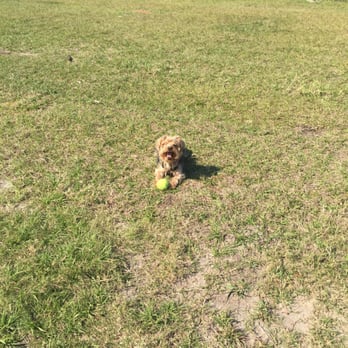 Lake Druid Park Dog Run - Dog Parks Near Me - Orlando, Florida