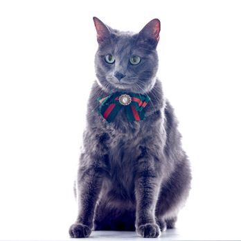 Best Friend Studios - Pet Photography Near Me - Los Angeles, California Best Friend Studios - Pet Photography Near Me - Los Angeles, California