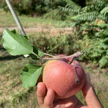 Apple Ridge Orchards - Pick Your Own Farms Near Me - Warwick, New York
