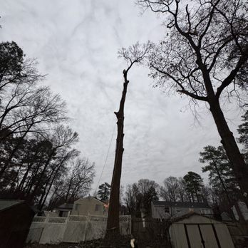 Gato Tree Services - Tree Services Near Me - Blackstone, Virginia Gato Tree Services - Tree Services Near Me - Blackstone, Virginia
