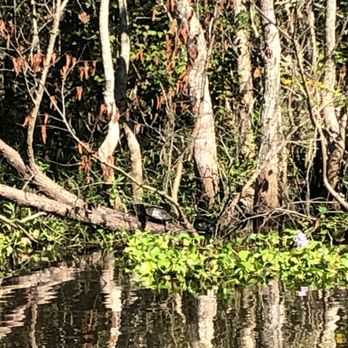 Ultimate Swamp Adventures - Tours Near Me - Westwego, Louisiana Ultimate Swamp Adventures - Tours Near Me - Westwego, Louisiana
