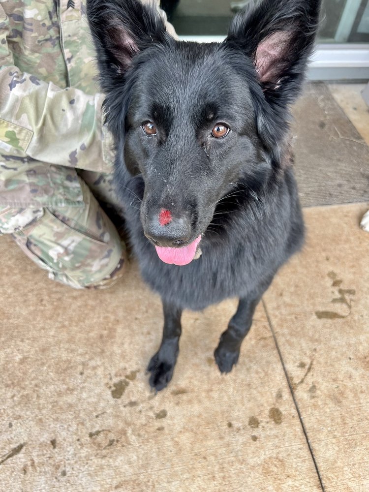 MWR Pet Kennels - pet boarding facility in Aiea, HI