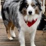 Photo of Paws In The Park