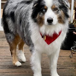 Paws In The Park - Our freshly groomed Floof, Doobs!