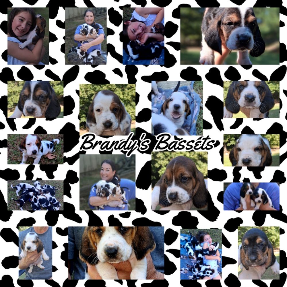 Brandy's Bassets